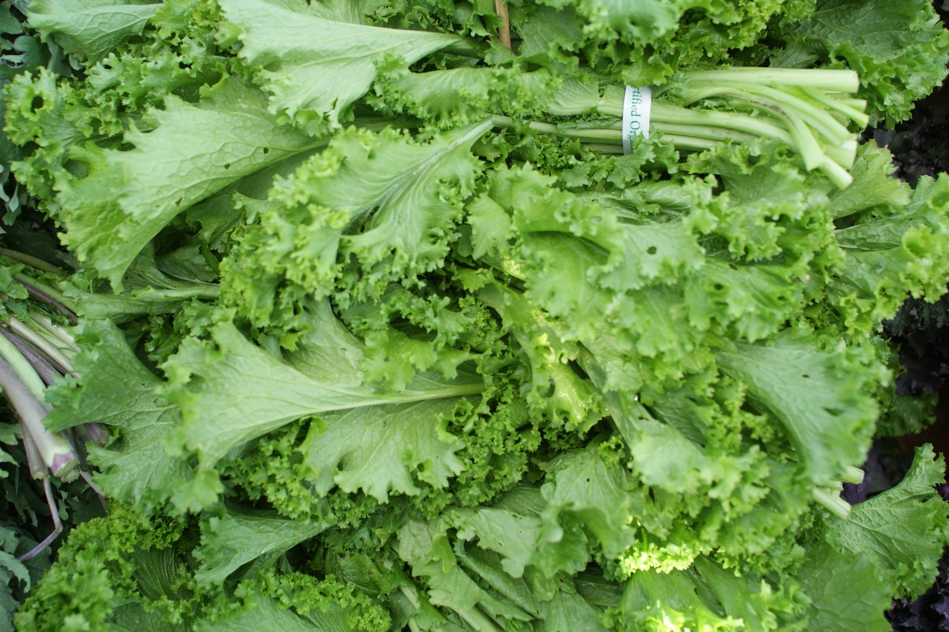 Recipe Mustard Greens Recipes